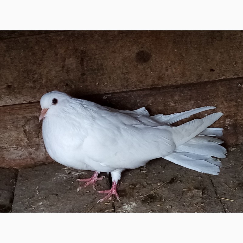 Фото 4. Продам голубів в Новгородкі
