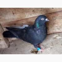 Продам голубів в Новгородкі