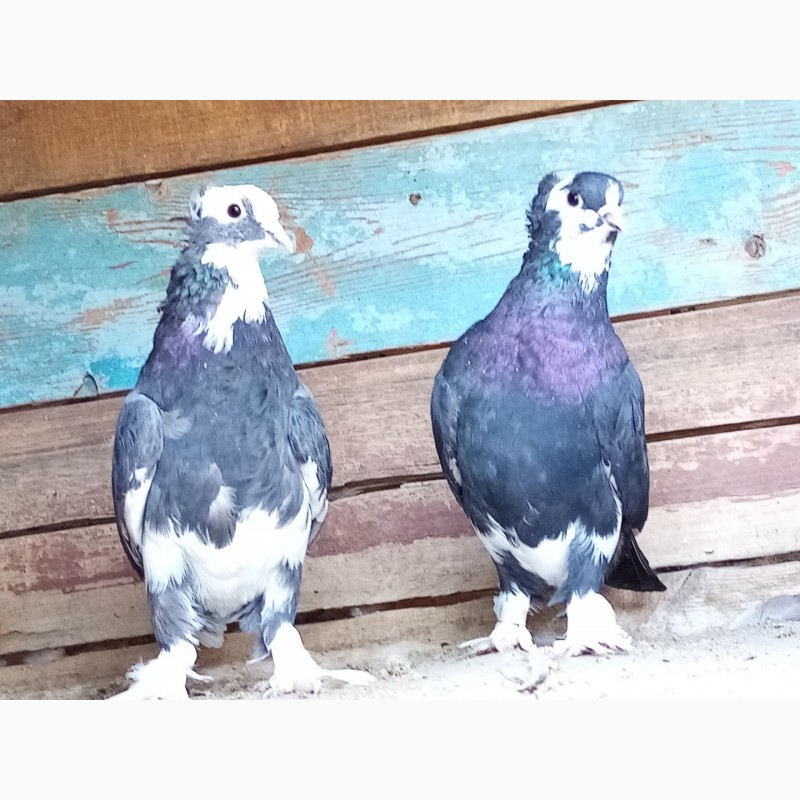 Фото 9. Продам голубів в Новгородкі