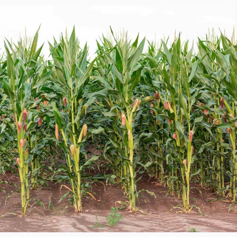 Фото 4. Семена кукурузы ДН Хортица (ФАО 240). Урожай 2021