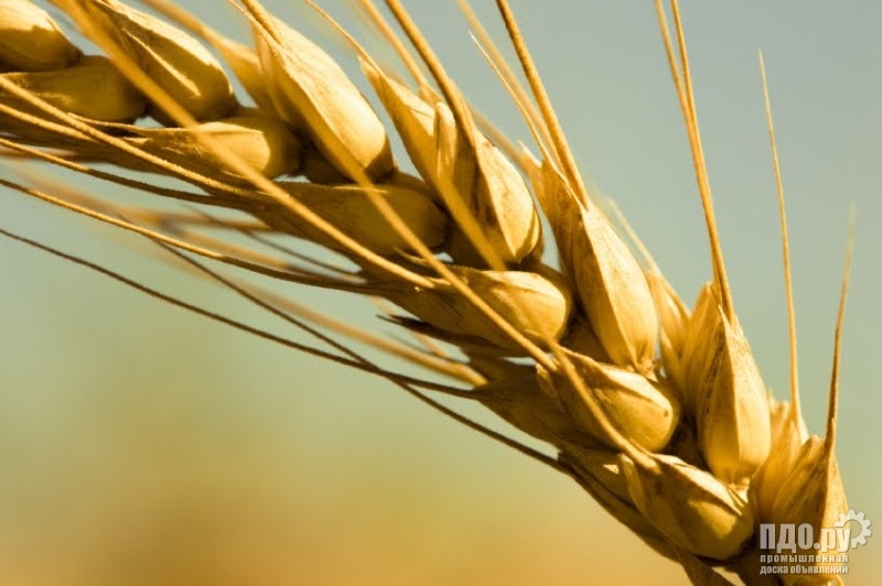 Фото 5. Канадские семена подсолнечника, кукурузы, сои, ячменя, пшеницы, рапса, гречихи ЭЛИТА