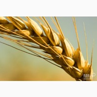 Канадские семена подсолнечника, кукурузы, сои, ячменя, пшеницы, рапса, гречихи ЭЛИТА
