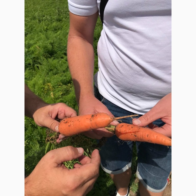 Фото 3. Продам морковь