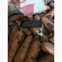 Продам морковь, сорт Болевар (1 сорт)