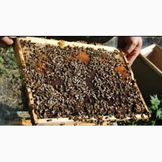 Пчелопакеты Карпатка 2021