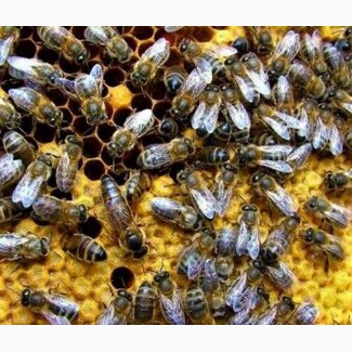 Продам пчелосемьи, Одесса