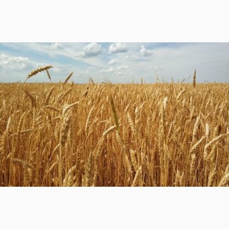 Продаем Канадская озимая пшеница Mason, высев 120 кг/га