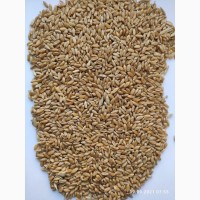 Продам пшеницу яровую твёрдую (дурум, Tríticum dúrum )-45т