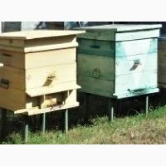 Продаю вулики з бджолосім#039;ями