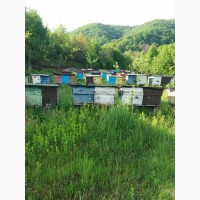 Бджолопакети з доставкою по Україні