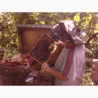 Продам бджолопакети та плідні мічені матки карпатка, Мукачево
