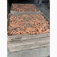 Морква на брудно
