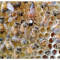 Продам бджоломатки та інше