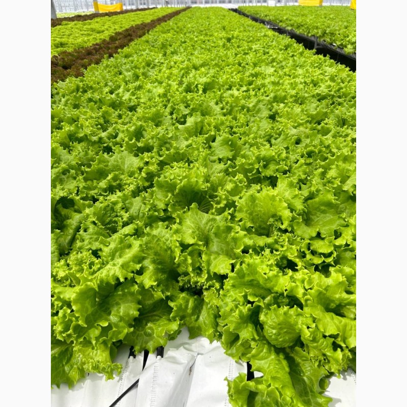 Продаем свежий листовой салат Афицион, Лолло Биондо, Лолло Росса