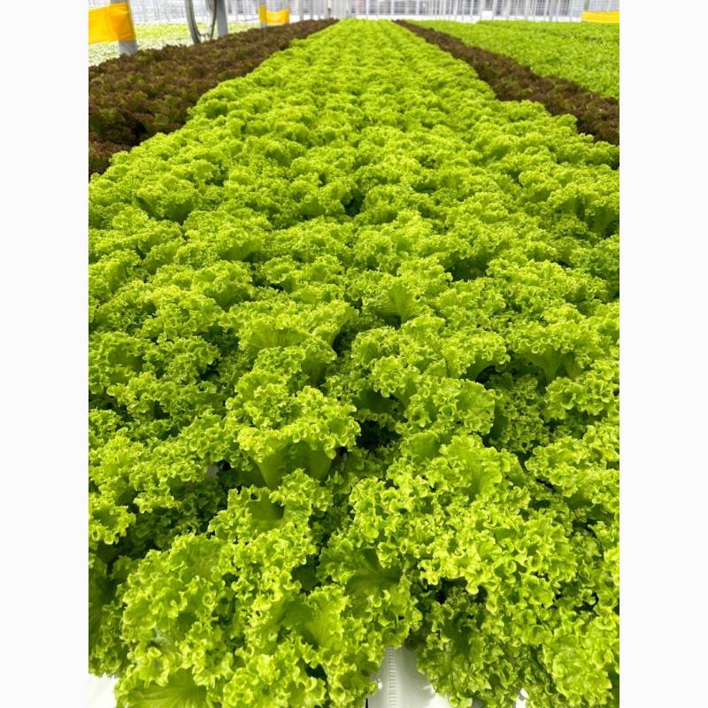 Фото 3. Продаем свежий листовой салат Афицион, Лолло Биондо, Лолло Росса