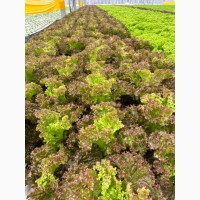 Продаем свежий листовой салат Афицион, Лолло Биондо, Лолло Росса