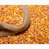 Продам фуражну кукурудзу з власного врожаю