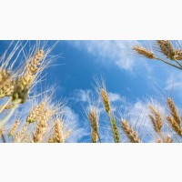 Продам пшениця білок 14