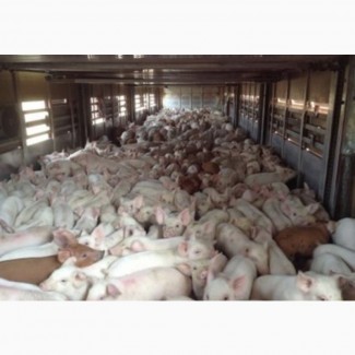В Продаже поросята свини здоровые привитые
