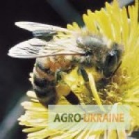 Продам кавказских пчел