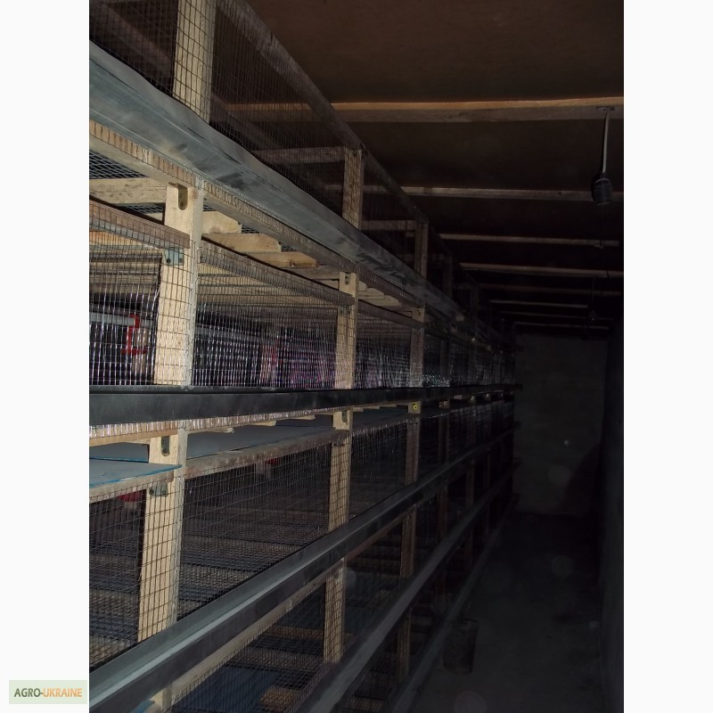 Фото 4. Продам клетки для перевозки подрощеных цыплят, утят и др.