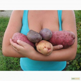 Продам семенной картофель лучших новейших сортов. Высокие репродукции. Посылки от 6 кг.