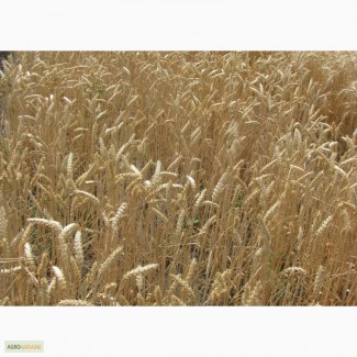 Семена пшеницы озимой - сорт Подолянка. Элита и 1 репродукция