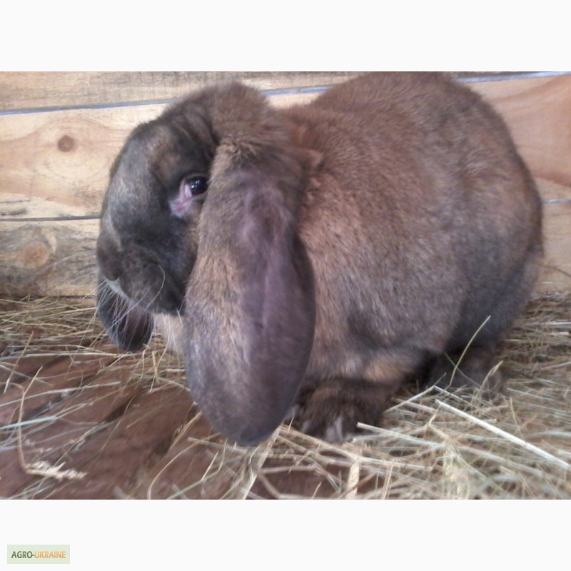 Фото 12. Продам кроликов французский баран
