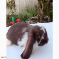 Продам кроликов французский баран