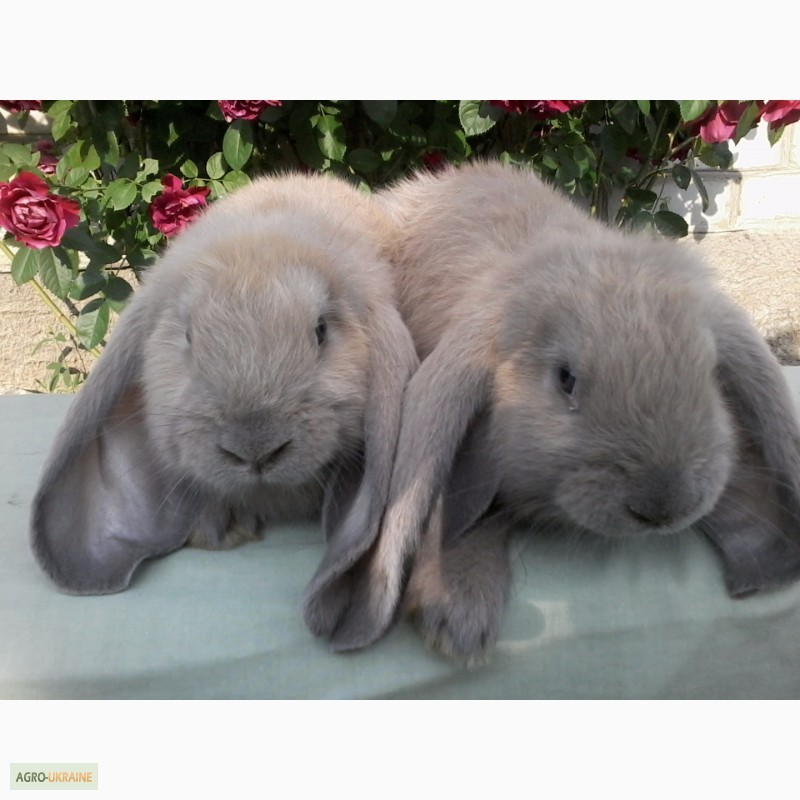 Фото 7. Продам кроликов французский баран