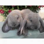 Продам кроликов французский баран