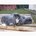Продам кроликов породы Французский баран разных окрасов