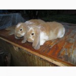 Продам кроликов породы Французский баран разных окрасов