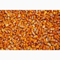 СРОЧНО продам канадский трансгенный гибрид кукурузы HYDRA FF-369 ФАО 250