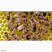 Привезу пчёлопакеты