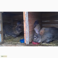 Продам кроликов Бельгийский фландр