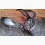 Продам кроликов Бельгийский фландр