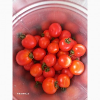 Реализуем томат оптом