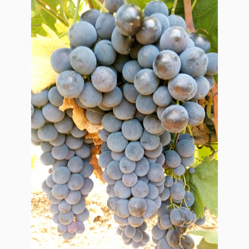 Сорта винограда страшенский фото и описание