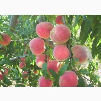 Питомник выращивает саженцы плодовых деревьев Персик подвой алыча абрикос пумиселект опт