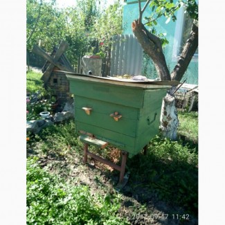Продаю вулики з бджолами, бджолосім#039;ї