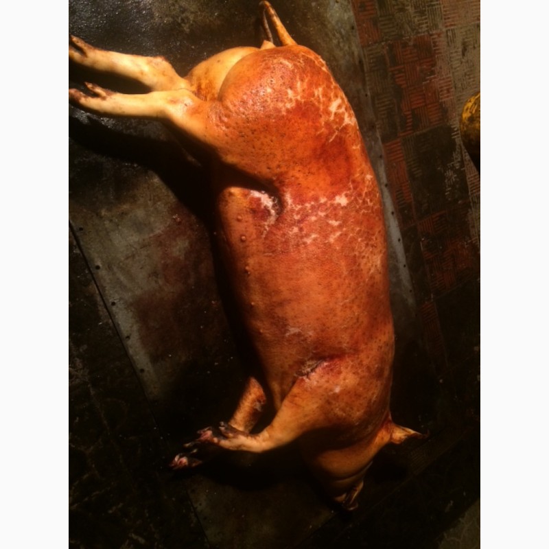 Фото 3. Продам домашнюю свинину в тушах