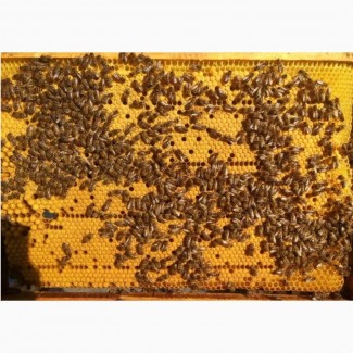 Продаю бджолопакети карпатка, мед(Карпаттський, різнотрав#039;я, майський)