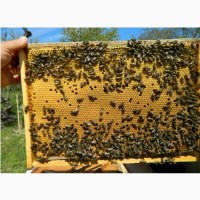 Продаю бджолопакети карпатка, мед(Карпаттський, різнотрав#039;я, майський)