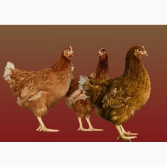 Суточные цыплята кур породы Ломанн браун
