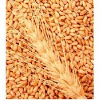 Компанія постійно закуповує у сільгоспвиробників Пшеницю з Домішкою