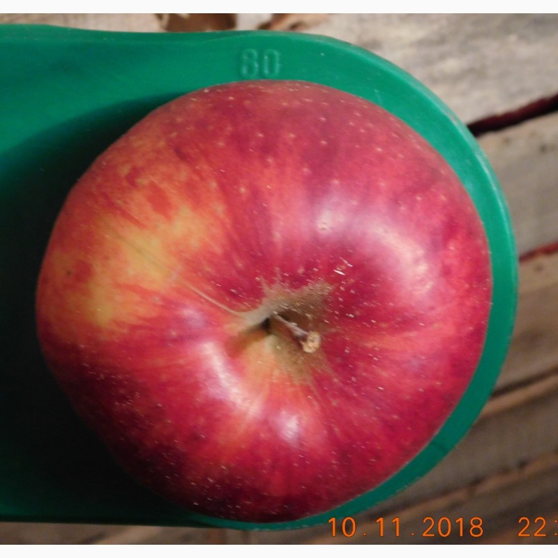 Фото 2. Продам яблука сорти Голден делішес, Джонаголд, Пінова