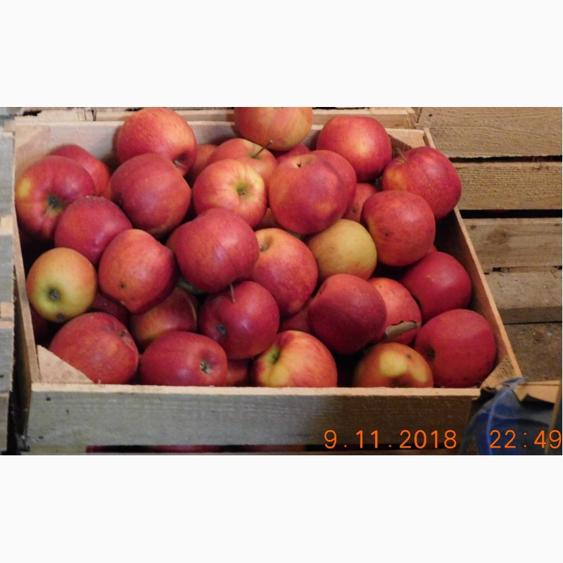 Фото 3. Продам яблука сорти Голден делішес, Джонаголд, Пінова