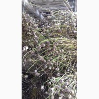 Продам високоврожайне насіння часнику (зубчики, однозубка, повітряні кульки) сорт Любаша