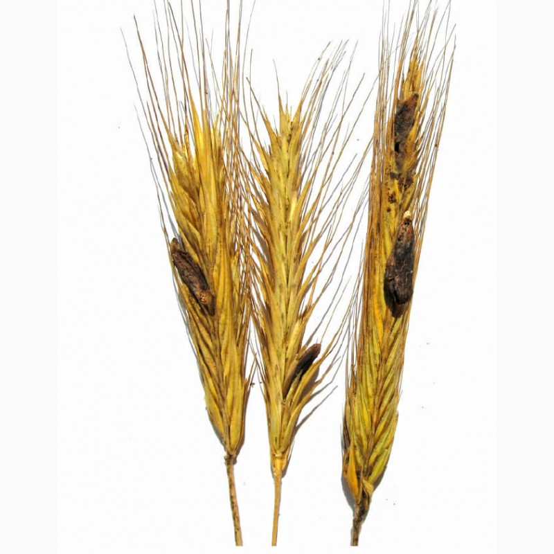 Работа жито. Спорынья Claviceps purpurea Tulans сырье. Ріжки. Черная палочка в пшенице. Жито в горшке.